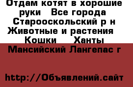 Отдам котят в хорошие руки - Все города, Старооскольский р-н Животные и растения » Кошки   . Ханты-Мансийский,Лангепас г.